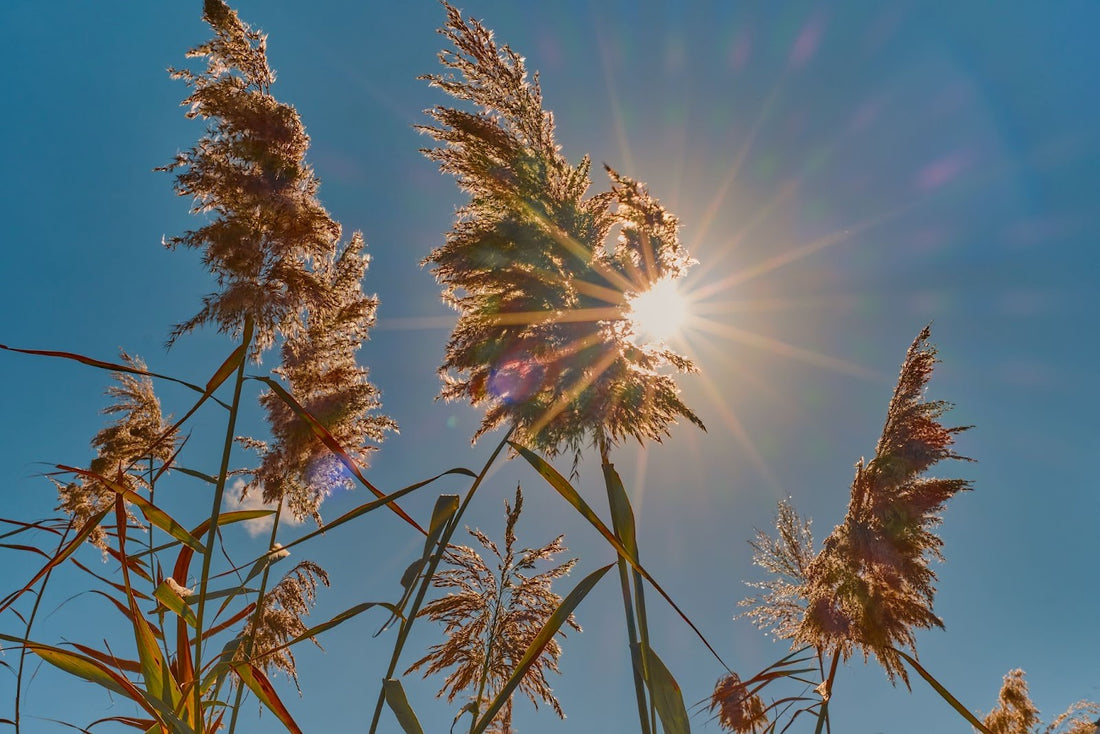 Managing Texas Weeds in March: A Step-by-Step Approach for a Weed-Free Landscape